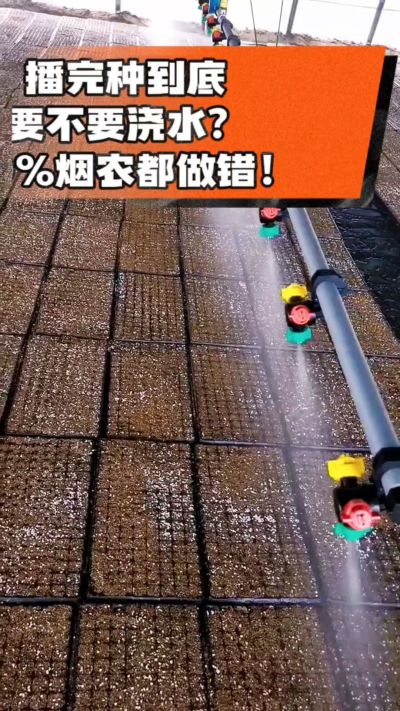烤烟播完种一定要浇透底水，喷雾慢浇、别大水冲，盘底漏水才算到位，出苗又齐又壮！#烤烟育苗 #烤烟种植 #烟农干货 #育苗技术