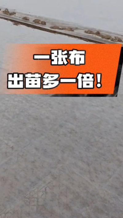 烤烟育苗盖无纺布，保温保湿出苗齐，不烂种、出苗快，烟农必备小技巧！