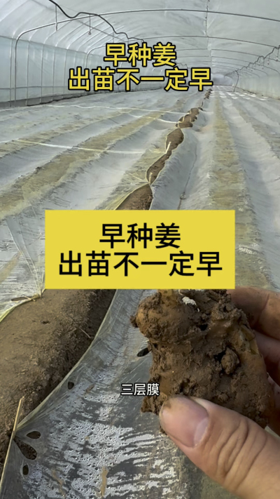 早种姜，出苗不一定早！