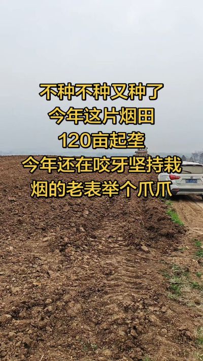 不种不种又种啦，还在咬牙坚持栽烟的老表集合啦！