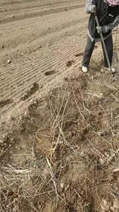 臭椿苗，一年籽播苗，地径0.5/1公分以上。需要联系18534302961