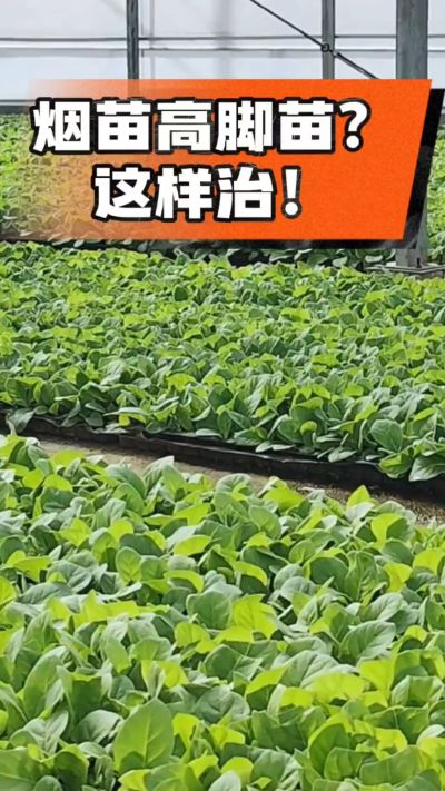 烤烟齐苗期管理关键：精准控温，防高脚苗，培育壮苗好上手！