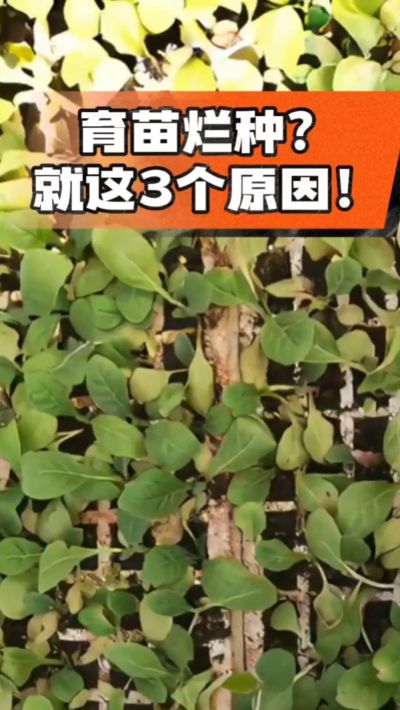 烤烟育苗烂种？3个原因讲清楚！消毒、控水、控温，做到就苗齐苗壮🔥
#烤烟育苗 #烤烟种植 #烂种防治 #烟农