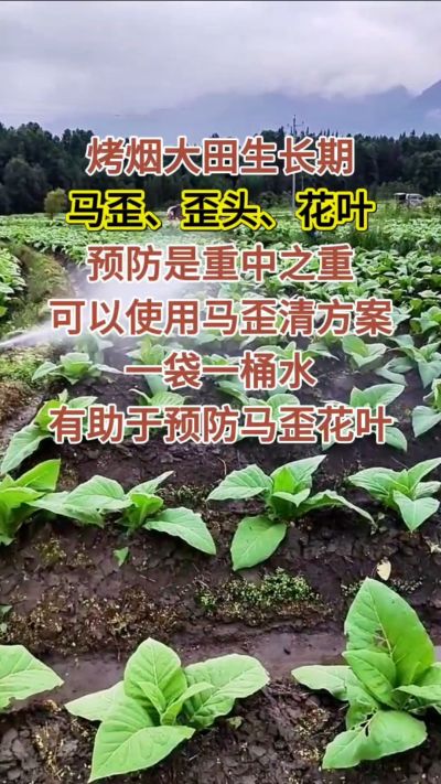 烤烟大田生长期，马歪歪头花叶预防是重中之重，可以使用马歪清方案，一袋一桶水，有助于预防马歪花叶。
烤烟管理早做一步，后期少操心！#烤烟种植#烤烟管理#烤烟大田管理#烤烟病害防治